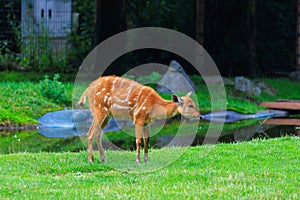 Sitatunga lat. Tragelaphus spekii is a species of forest antelope. Background with selective focus