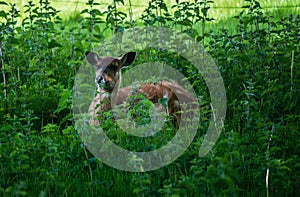 Sitatunga Deer photo