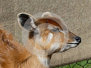 Sitatunga looking out at the world