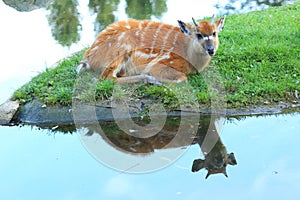 Sitatunga
