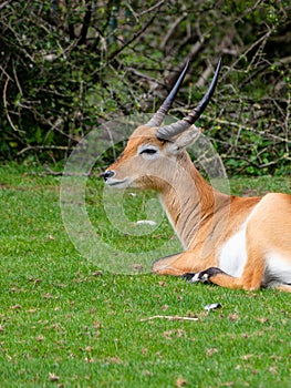 Sitatunga or marshbuck antelope photo