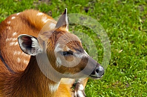 Sitatunga or marshbuck photo