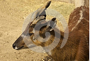 The Sitatunga, marshbuck Tragelaphus spekii.