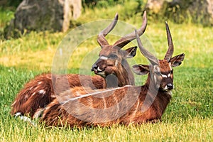 The sitatunga or marshbuck (Tragelaphus spekii)