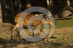 The Sitatunga, marshbuck Tragelaphus spekii.