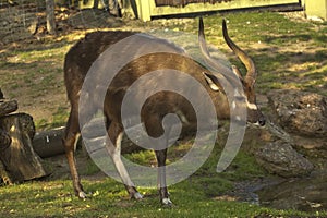 The Sitatunga, marshbuck Tragelaphus spekii.