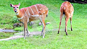 Sitatunga or marshbuck (Tragelaphus spekii)