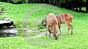 Sitatunga or marshbuck (Tragelaphus spekii)