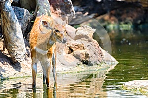 Sitatunga or Marshbuck (Tragelaphus spekii) Antelope