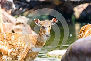 Sitatunga or Marshbuck (Tragelaphus spekii) Antelope