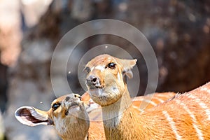 Sitatunga or Marshbuck (Tragelaphus spekii) Antelope