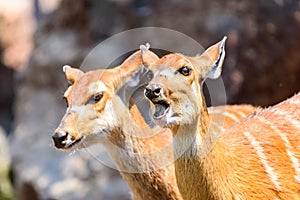 Sitatunga or Marshbuck (Tragelaphus spekii) Antelope