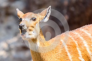 Sitatunga or Marshbuck (Tragelaphus spekii) Antelope