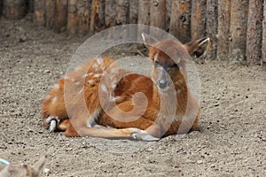 Sitatunga or marshbuck (Tragelaphus spekii) photo