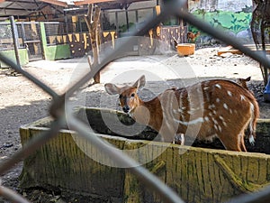 a sitatunga, marshbuck or Tragelaphus spekii facing the camera in a cage at the zoo