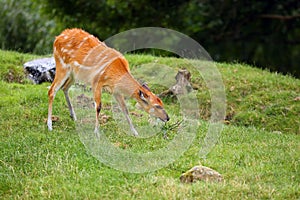 The sitatunga or marshbuck Tragelaphus spekii, grazing female on green grass photo