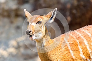 Sitatunga or Marshbuck (Tragelaphus spekii) Antelope photo
