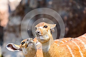 Sitatunga or Marshbuck (Tragelaphus spekii) Antelope photo