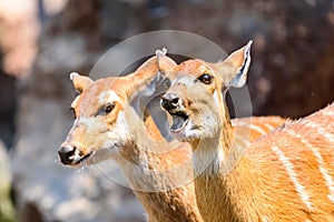 Sitatunga or Marshbuck (Tragelaphus spekii) Antelope photo
