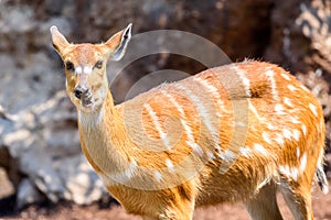 Sitatunga or Marshbuck (Tragelaphus spekii) Antelope photo