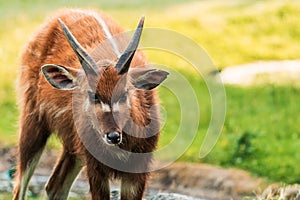 The sitatunga is a rare swamp-dwelling antelope.