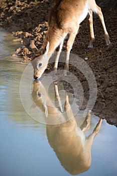 Sitatunga Reflected