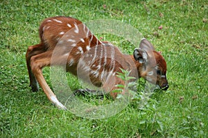 Sitatunga suckling