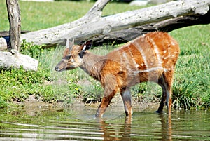 Sitatunga (Swamp antelope)