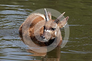 Sitatunga (swamp antelope) in the water