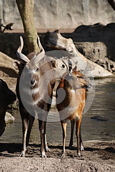 Sitatunga - Tragelaphus spekeii