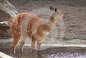 Sitatunga - Tragelaphus spekeii