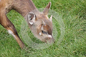 Sitatunga - Tragelaphus spekeii