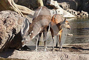 Sitatunga - Tragelaphus spekeii