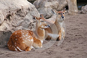 Sitatunga - Tragelaphus spekeii