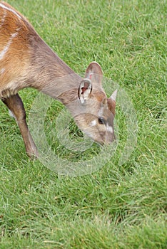 Sitatunga - Tragelaphus spekeii