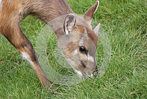 Sitatunga - Tragelaphus spekeii
