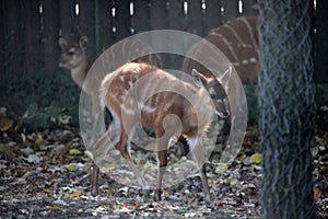 Sitatunga, Tragelaphus speki