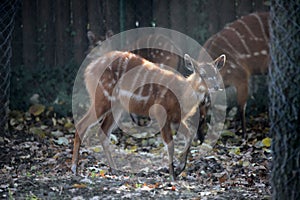 Sitatunga, Tragelaphus speki
