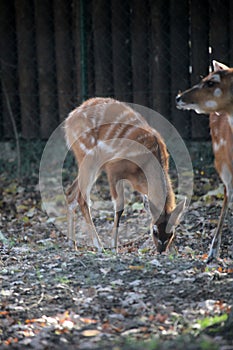 Sitatunga, Tragelaphus speki