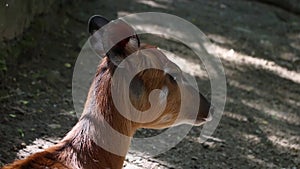 Sitatunga, Tragelaphus spekii gratus lying on ground, head detail from behind, resting