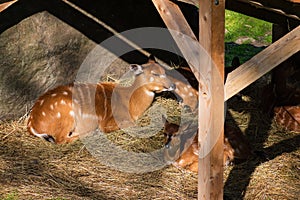 Sitatunga Tragelaphus spekii relaxing in the shadow