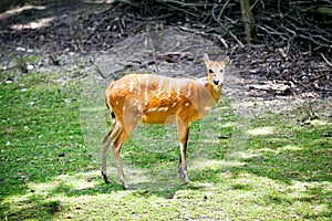 Sitatunga