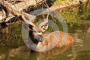 Sitatunga in water - animals in the nature