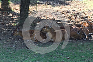 Sitatungas resting on the ground