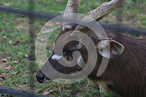 Sitatungas resting on the ground
