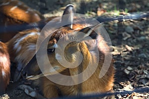 Sitatungas resting on the ground