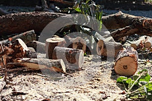 On site cut down trees