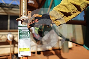 Site scaffolder supervisor hand wearing safety CS5 glove protection inspecting scaffolding tag label on standing tube photo