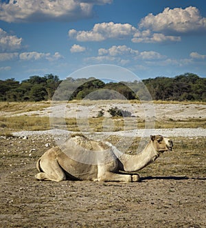 Sited camel