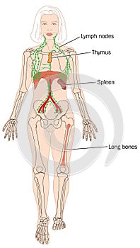 Sites of blood cell production